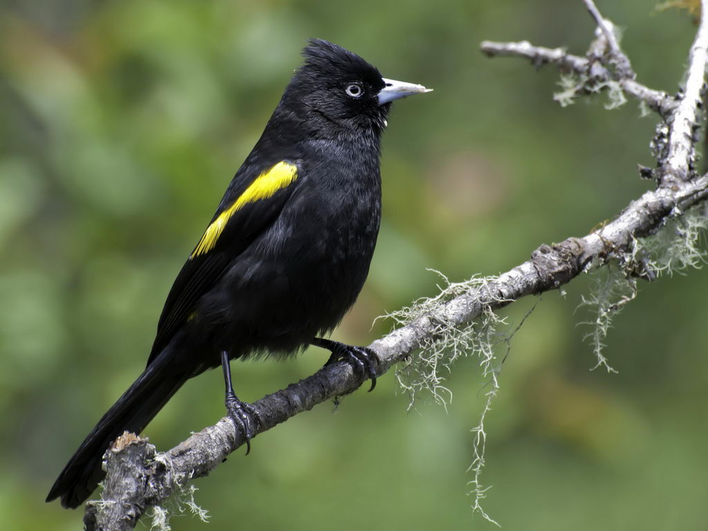 Pretty Yellow-billed cacique