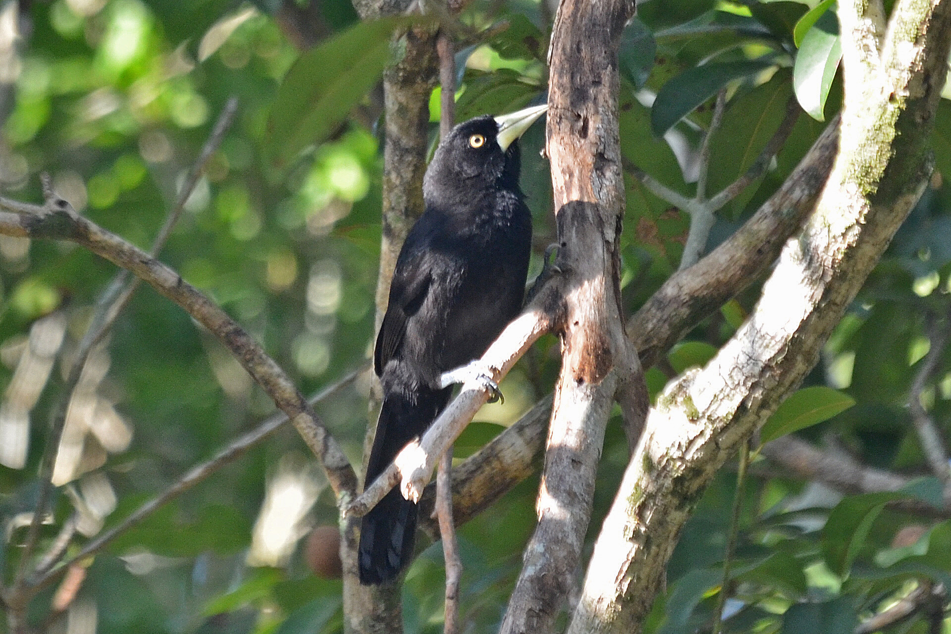 Pretty Yellow-billed cacique