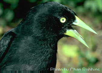 Pretty Yellow-billed cacique