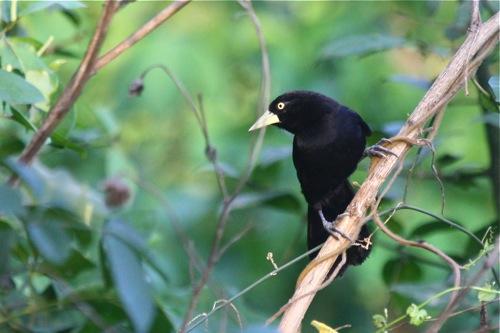 Pretty Yellow-billed cacique