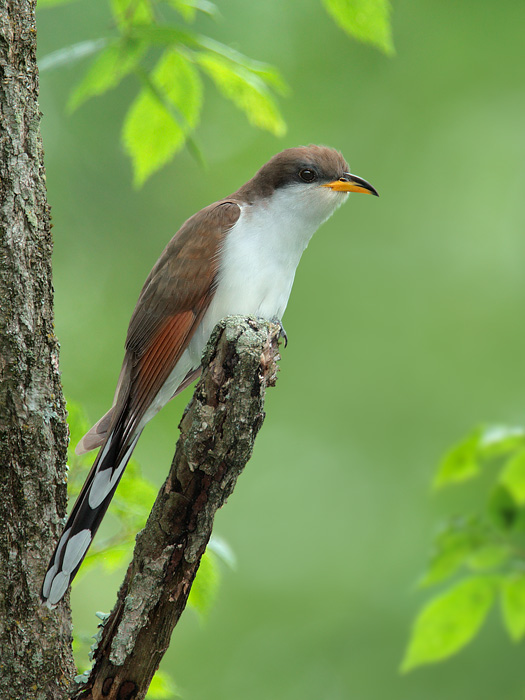 Yellow-billed cuckoo