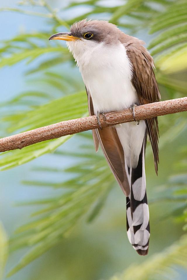 Pretty Yellow-billed cuckoo