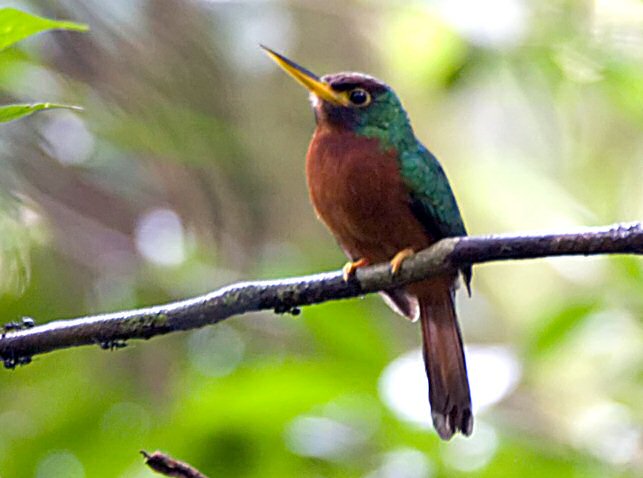 Yellow-billed jacamar