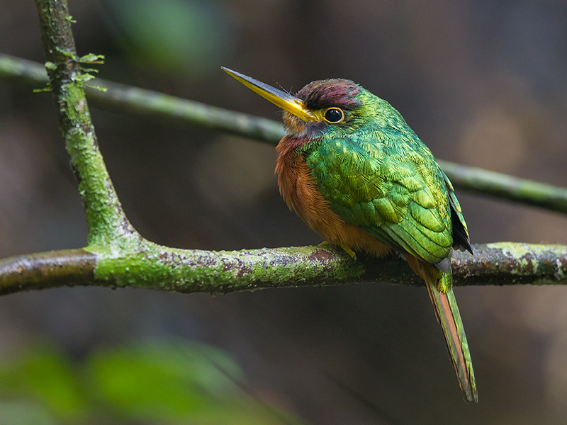 Pretty Yellow-billed jacamar