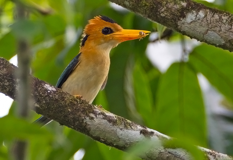 Yellow-billed kingfisher