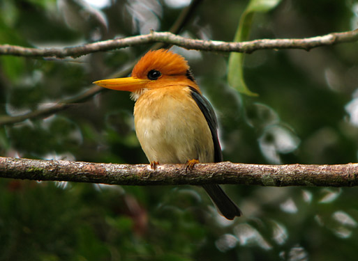 Pretty Yellow-billed kingfisher