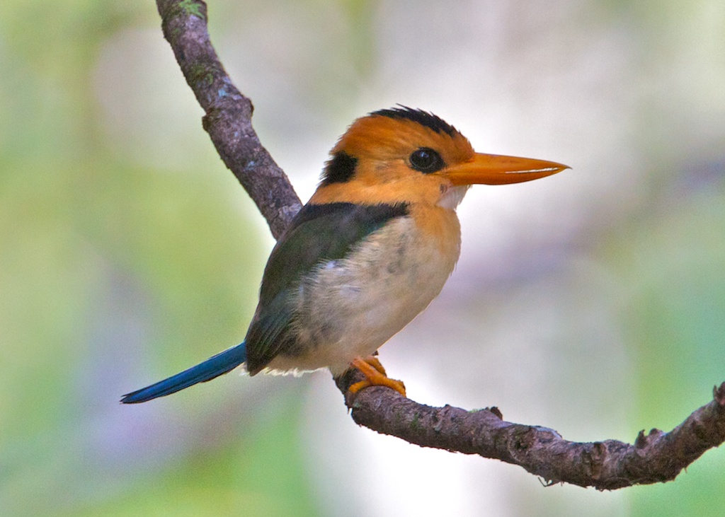 Pretty Yellow-billed kingfisher