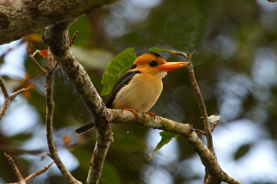 Pretty Yellow-billed kingfisher