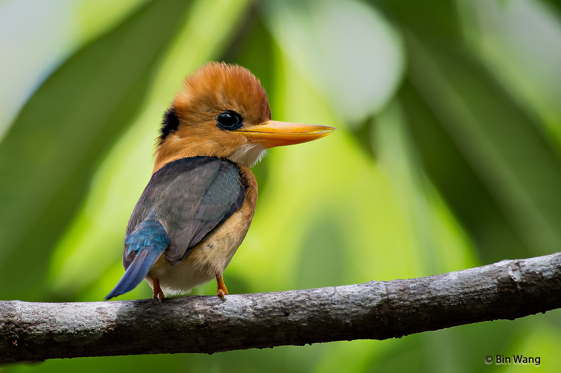 Pretty Yellow-billed kingfisher