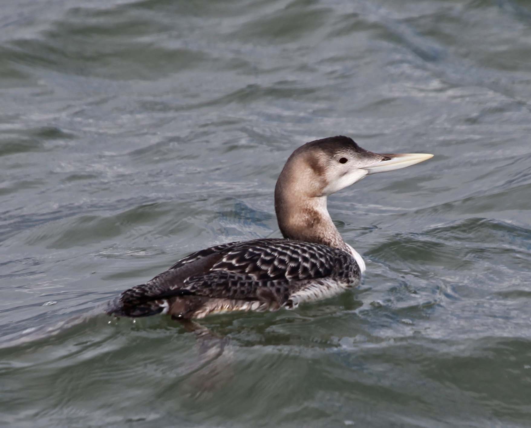 Pretty Yellow-billed loon