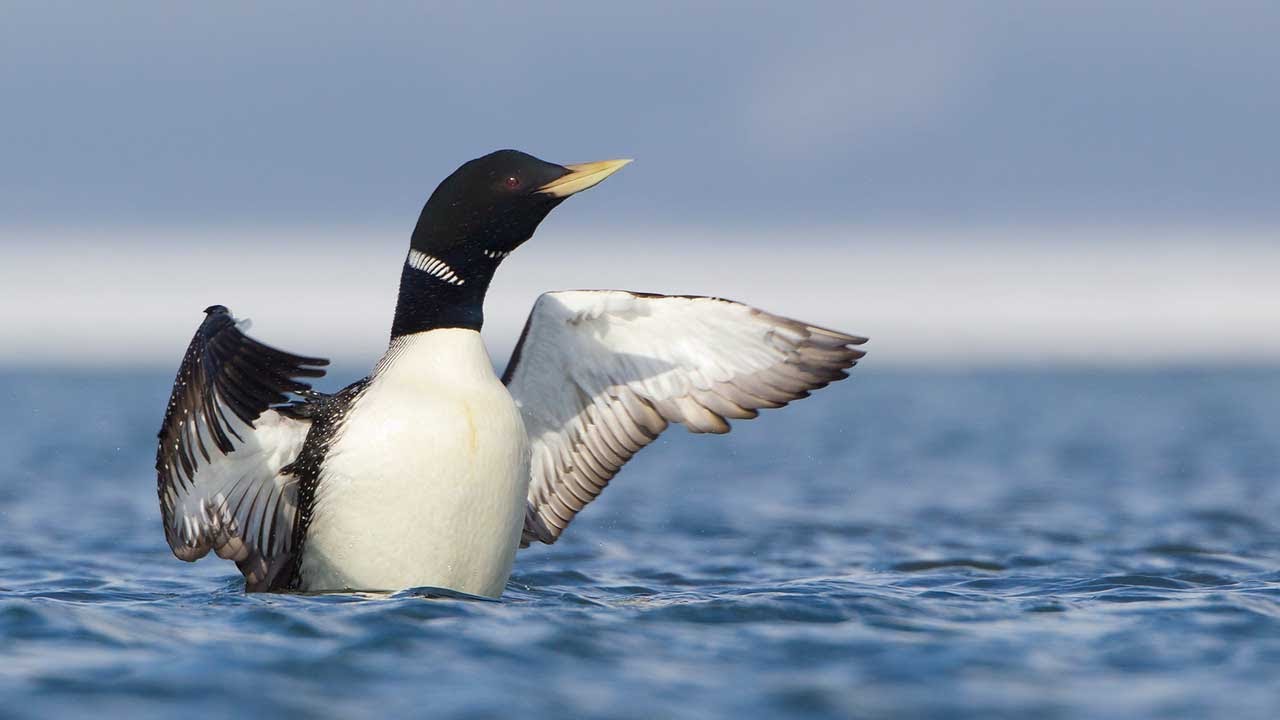 Pretty Yellow-billed loon