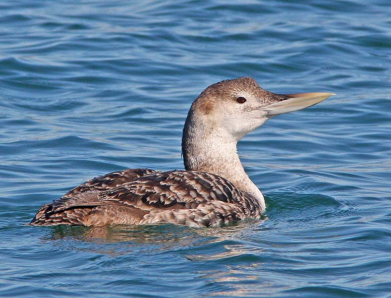 Pretty Yellow-billed loon