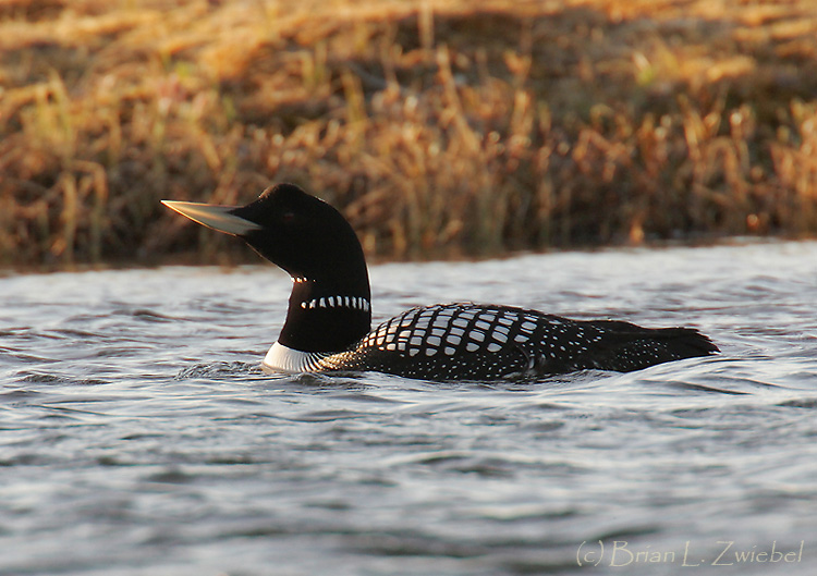 Pretty Yellow-billed loon
