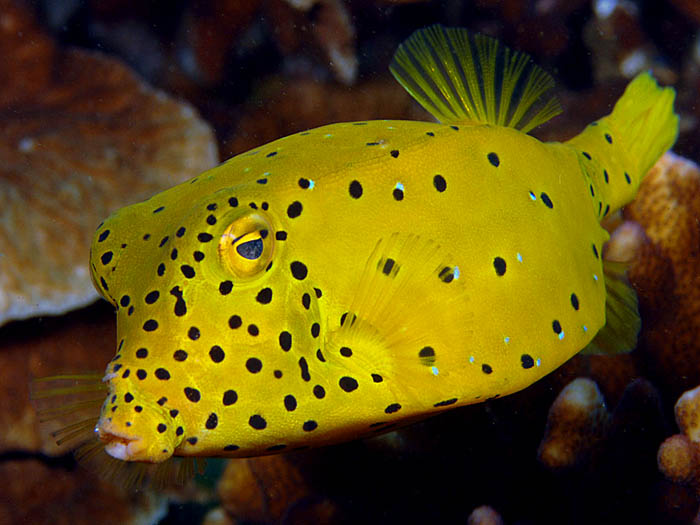 Yellow boxfish