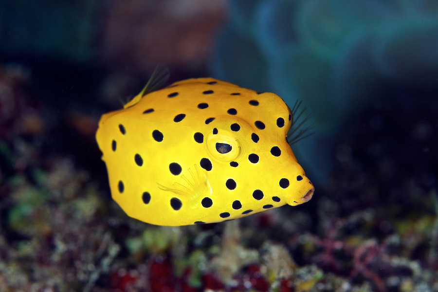 Pretty Yellow boxfish