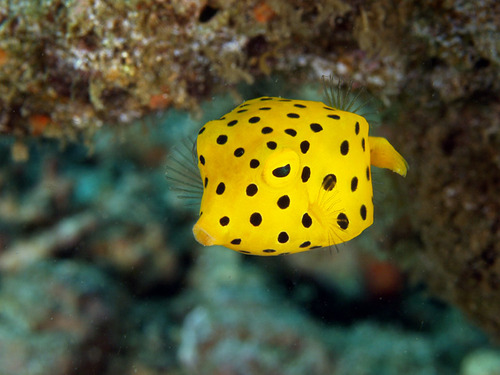 Pretty Yellow boxfish