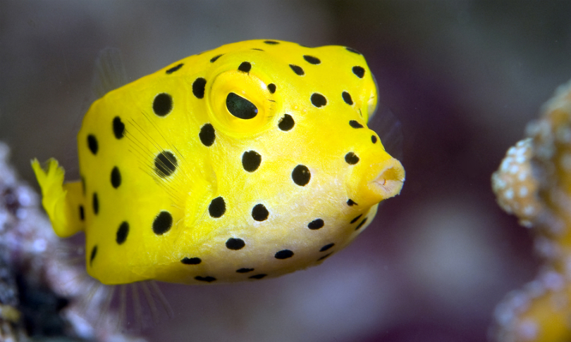 Pretty Yellow boxfish