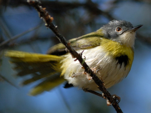 Pretty Yellow-breasted apalis