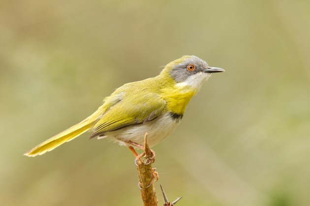 Pretty Yellow-breasted apalis
