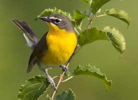 Yellow-breasted chat