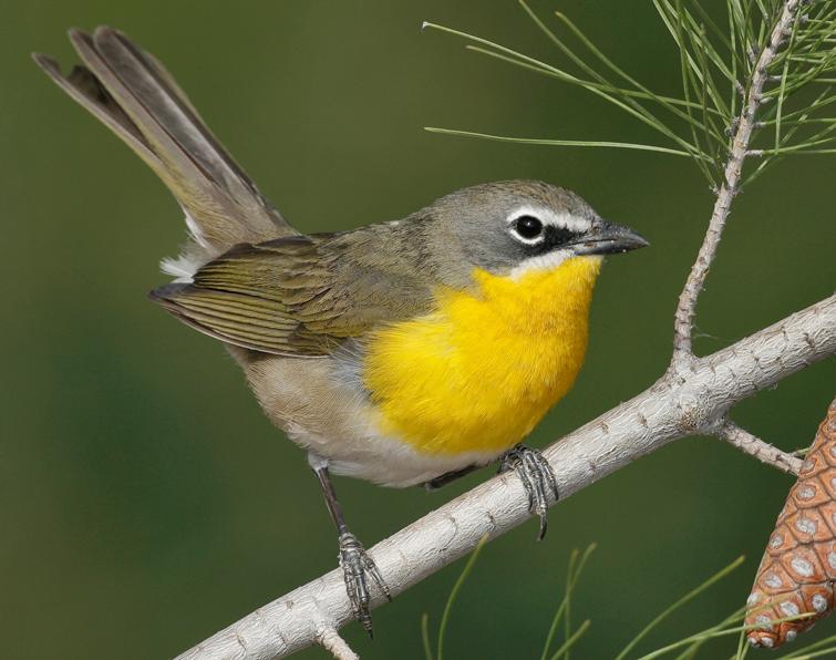Pretty Yellow-breasted chat
