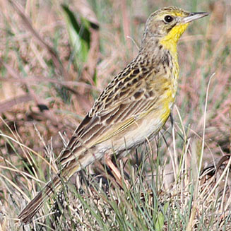 Pretty Yellow-breasted pipit
