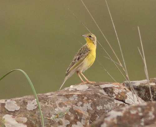 Pretty Yellow-breasted pipit
