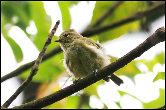 Pretty Yellow-browed tit