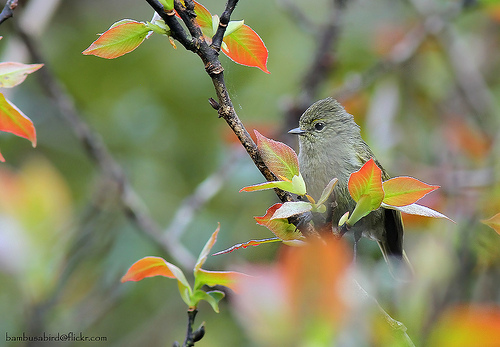 Pretty Yellow-browed tit