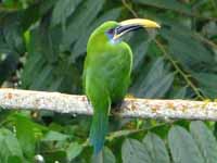 Pretty Yellow-browed toucanet