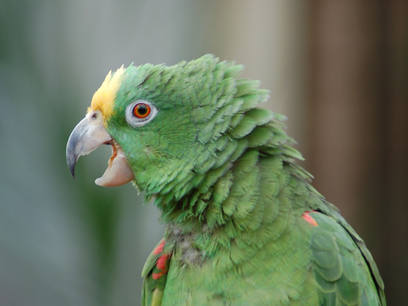 Yellow-crowned Amazon