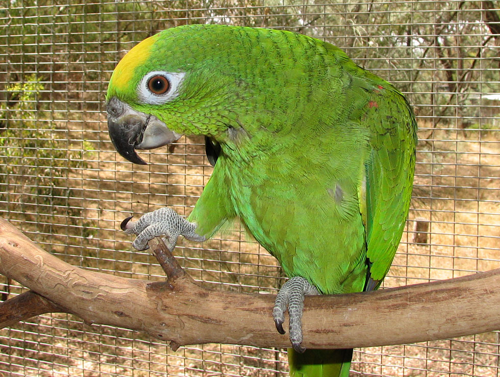 Pretty Yellow-crowned Amazon