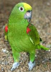 Pretty Yellow-crowned Amazon