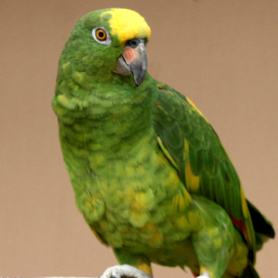 Pretty Yellow-crowned Amazon