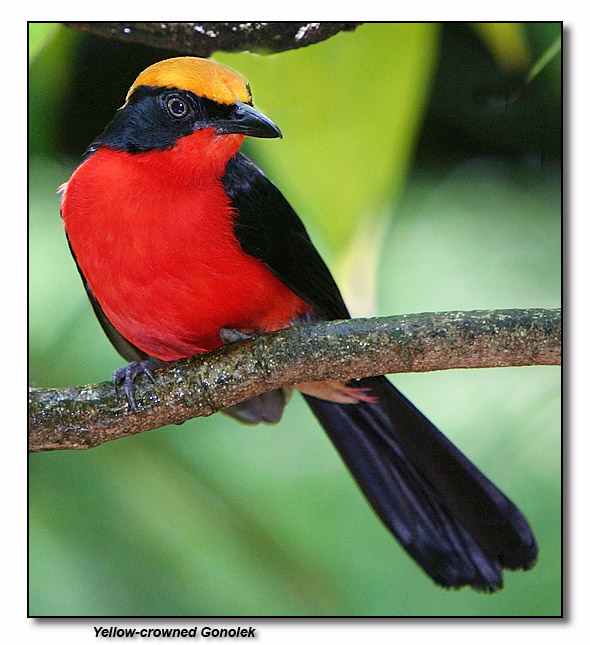 Yellow-crowned gonolek