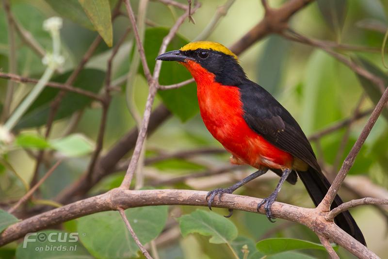 Pretty Yellow-crowned gonolek
