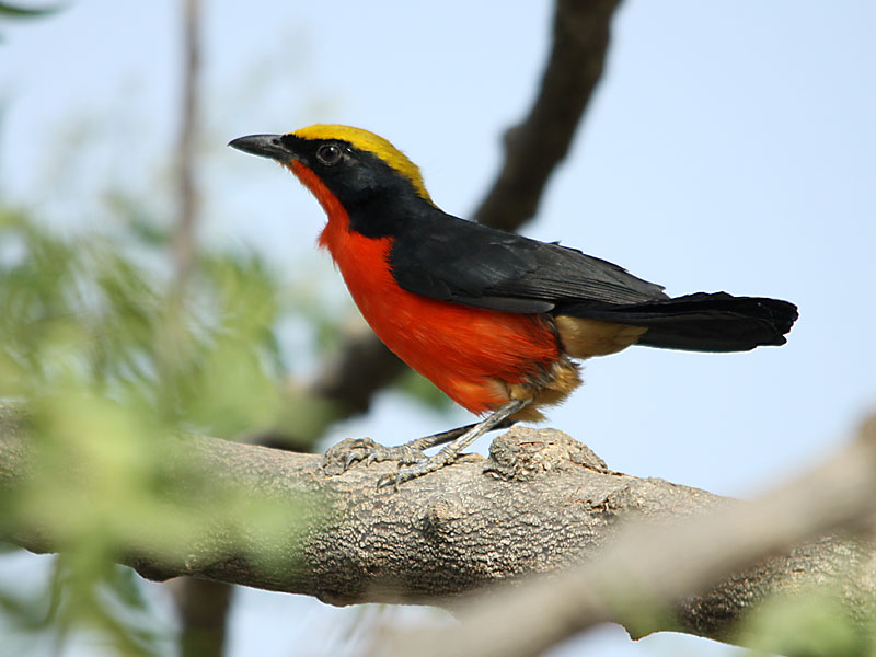Pretty Yellow-crowned gonolek