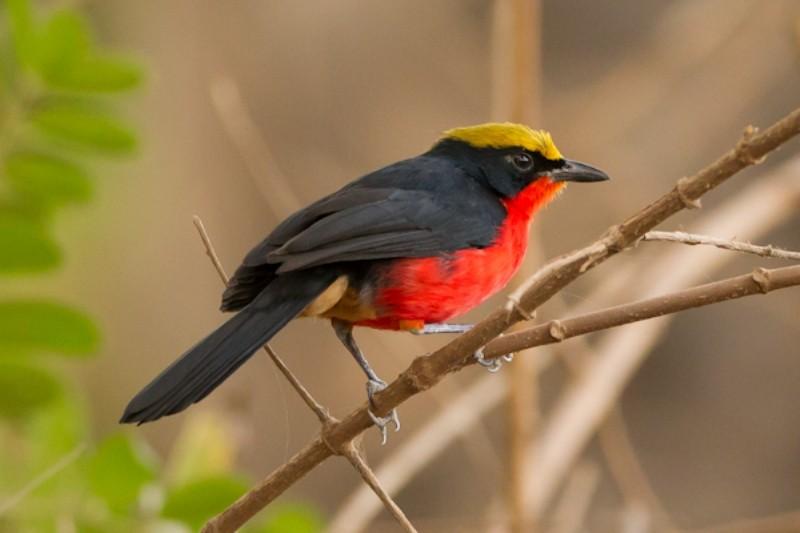 Pretty Yellow-crowned gonolek