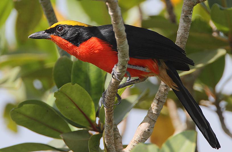 Pretty Yellow-crowned gonolek