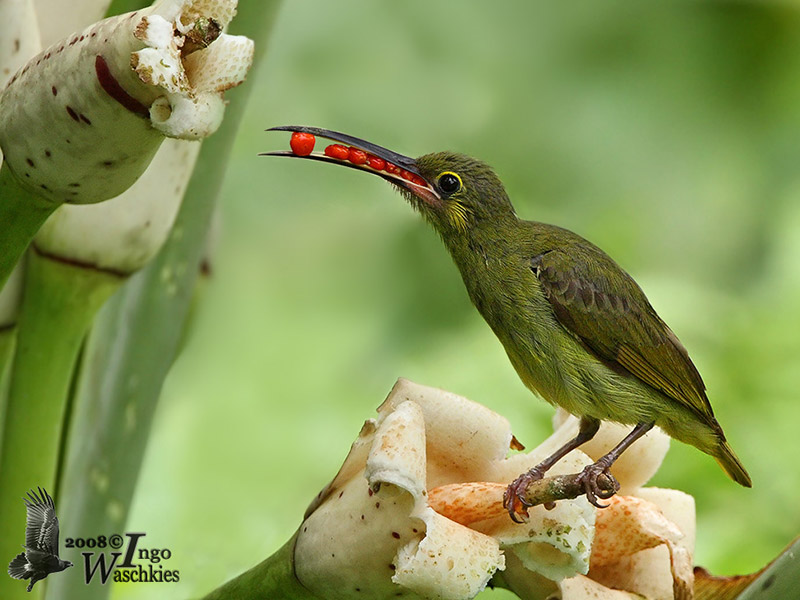 Yellow-eared spiderhunter