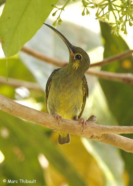 Pretty Yellow-eared spiderhunter