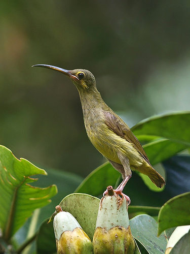 Pretty Yellow-eared spiderhunter