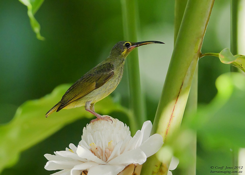 Pretty Yellow-eared spiderhunter