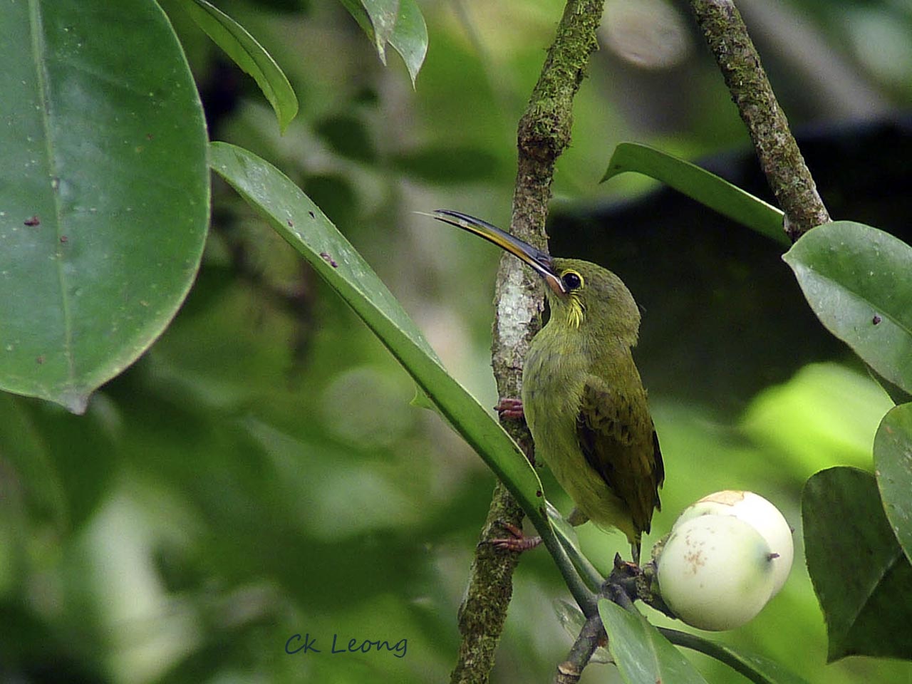 Pretty Yellow-eared spiderhunter
