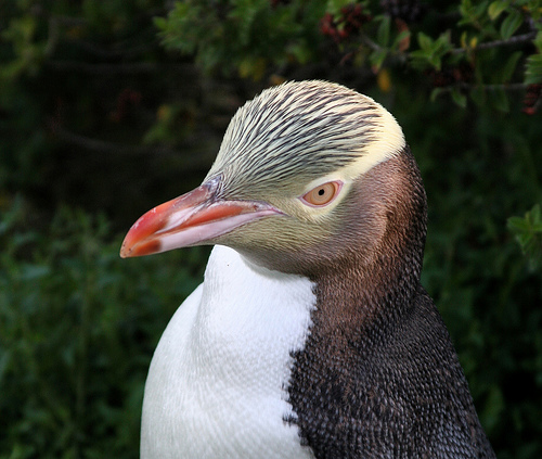 Yellow-eyed penguin