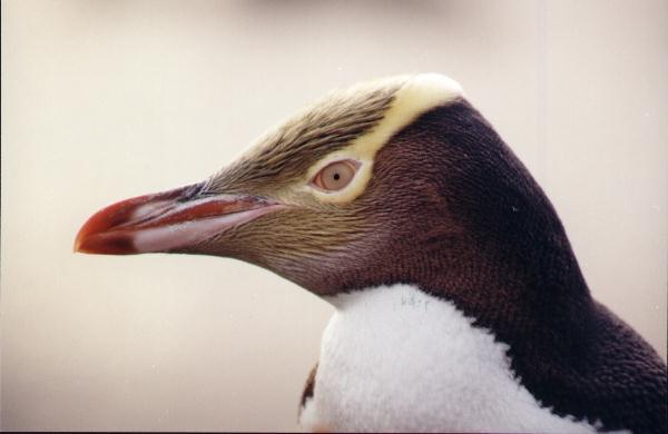 Pretty Yellow-eyed penguin