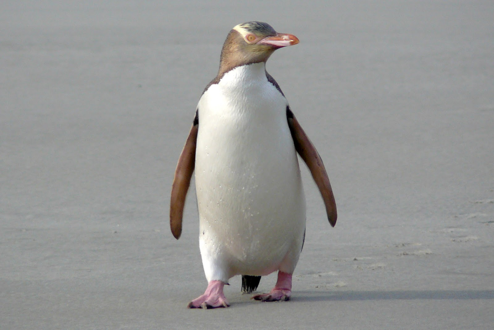 Pretty Yellow-eyed penguin