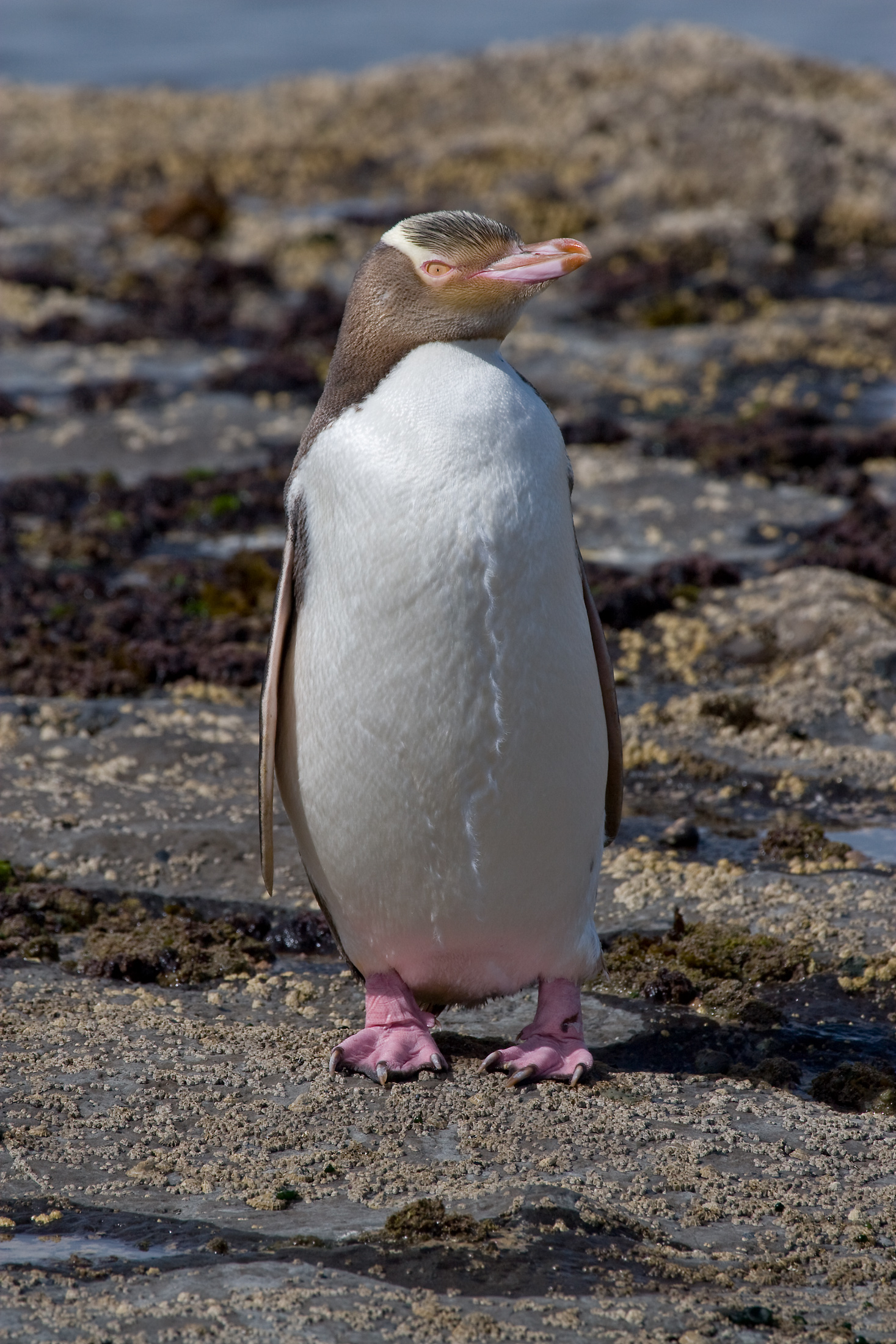 Pretty Yellow-eyed penguin