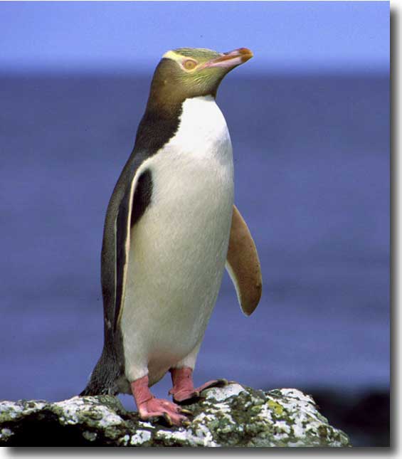Pretty Yellow-eyed penguin