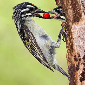 Pretty Yellow-fronted tinkerbird